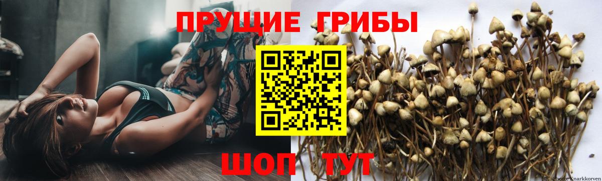 Галлюциногенные грибы Cubensis Коркино